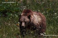 159 Grizzly IMG 0099 (2)